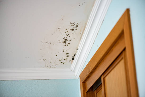 Professional Mold Removal in Brookfield, IL