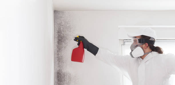 Best Toxic Mold Removal  in Brookfield, IL